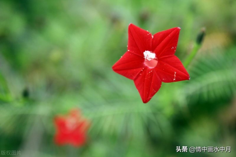 给女朋友的表白情书怎么写，20个高级深情浪漫的表白文案-第1张图片-